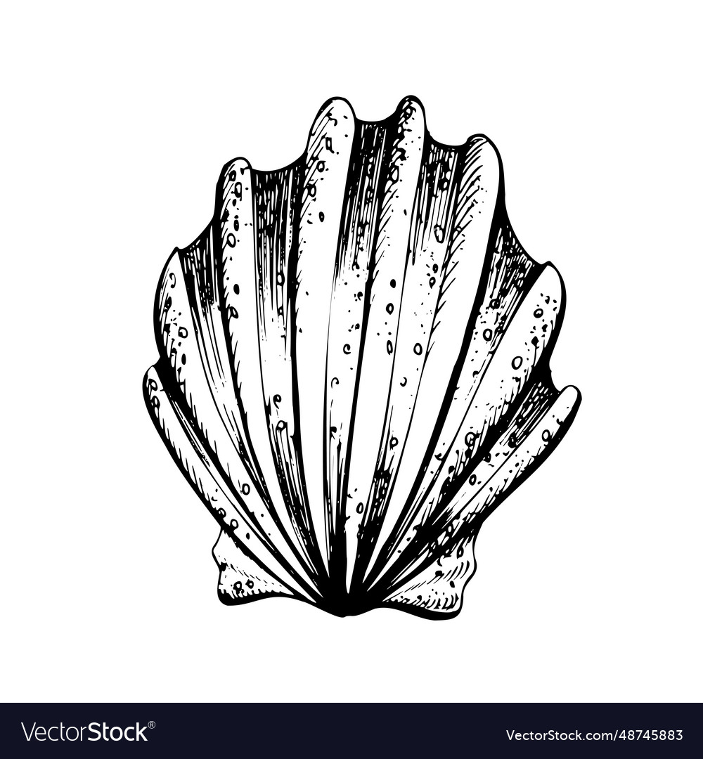 Seashell in the form of a fan isolated object