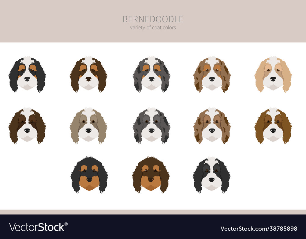 Bernedoodle mix breed clipart different coat vector image Bernedoodle mix breed clipart different coat