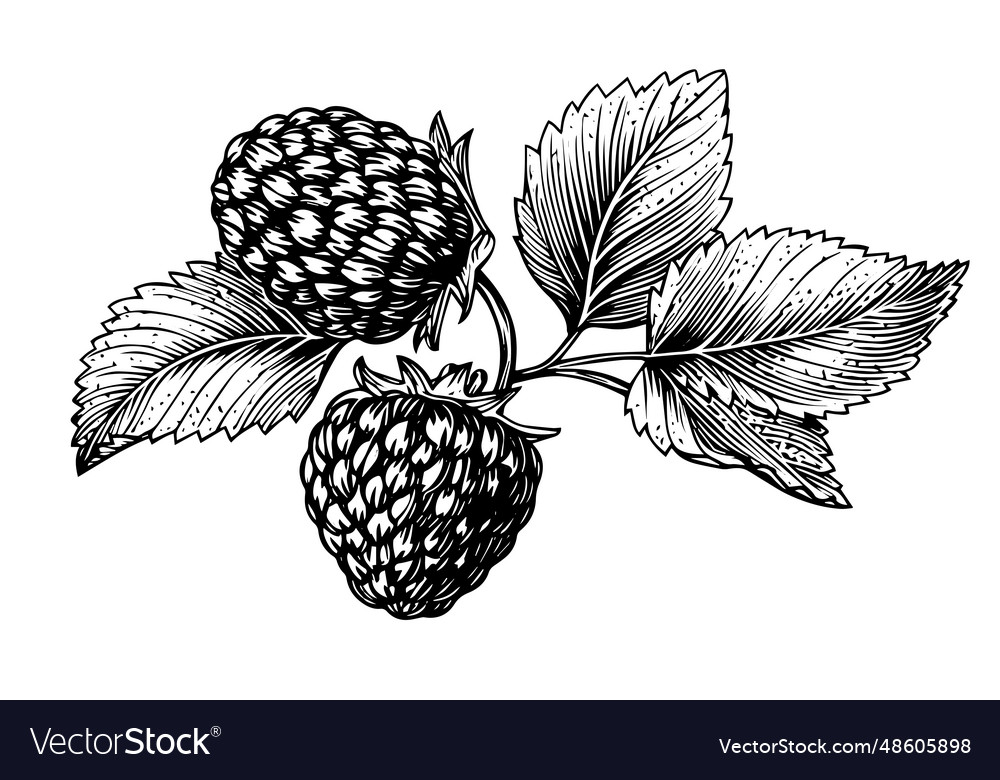 Raspberry branch hand drawing ink sketch
