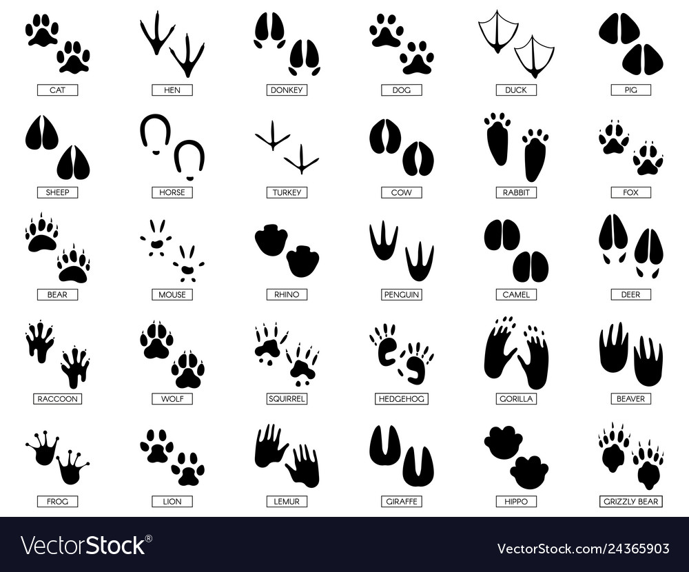 Download Animals footprints animal feet silhouette frog Vector Image