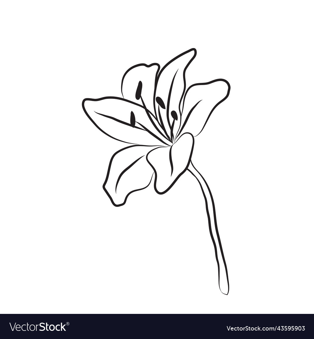 Lily flower drawn by lines isolated bud