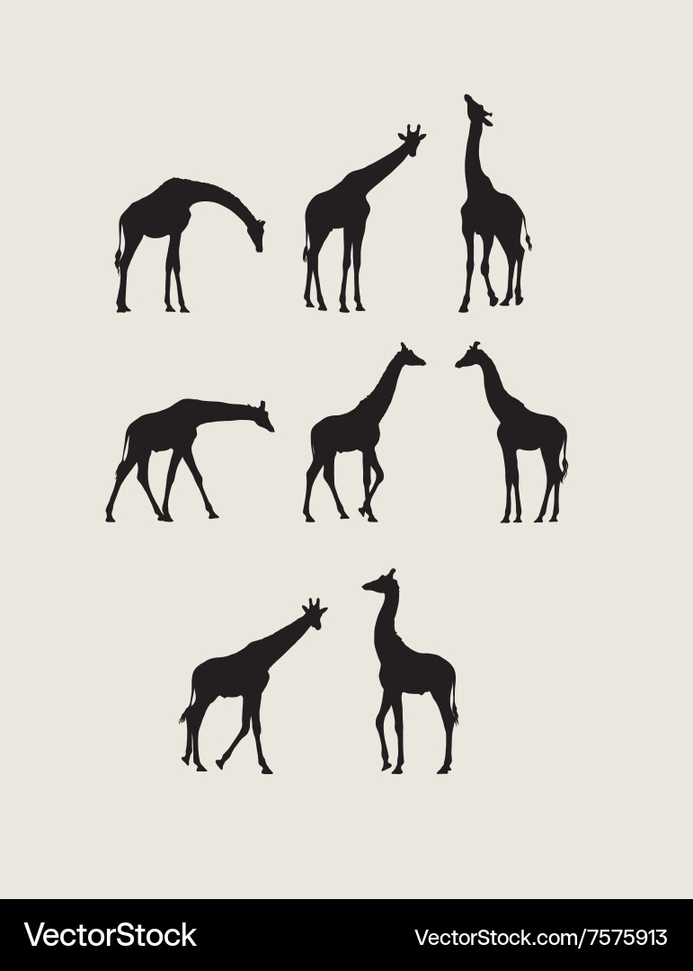 Giraffe Silhouettes Royalty Free Vector Image - VectorStock