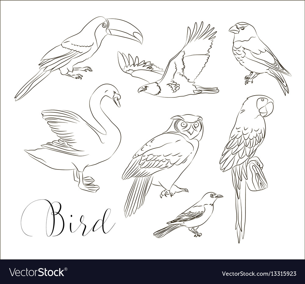 Bird collection set Royalty Free Vector Image - VectorStock