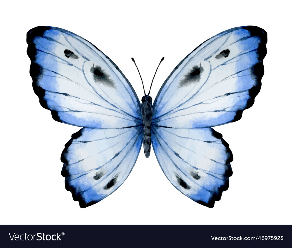 Vibrant hand painted watercolor butterfly Vector Image