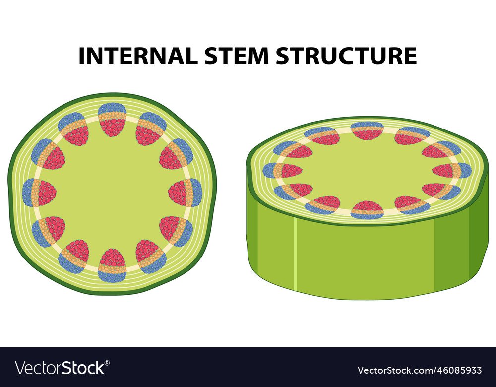 Internal structure of stem diagram Royalty Free Vector Image