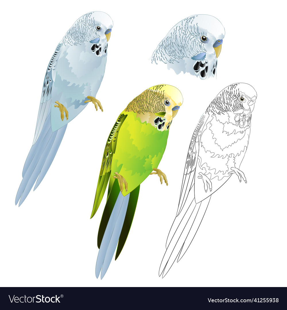 Bird parakeet budgerigar blue and green