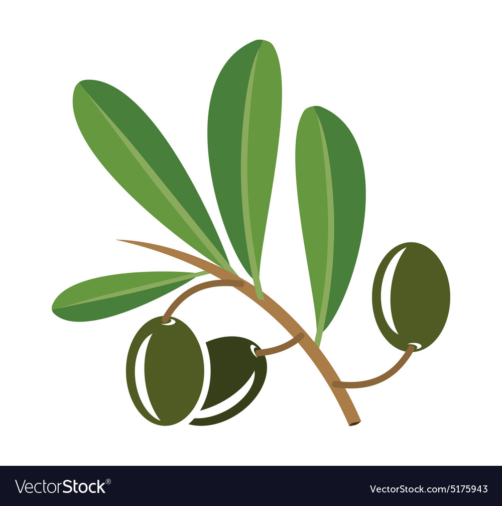 Olive3 Royalty Free Vector Image - VectorStock