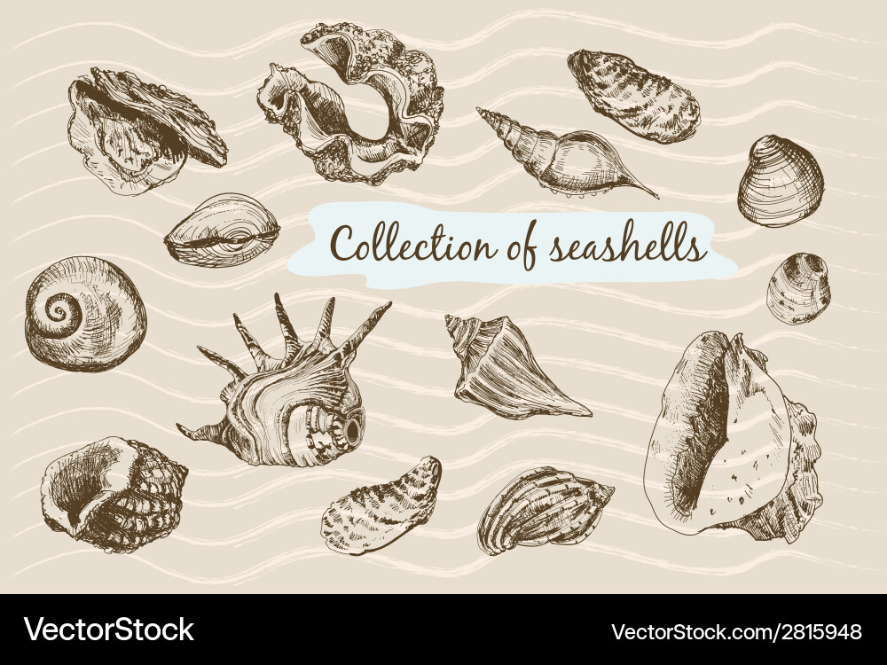 Seashells Royalty Free Vector Image - VectorStock