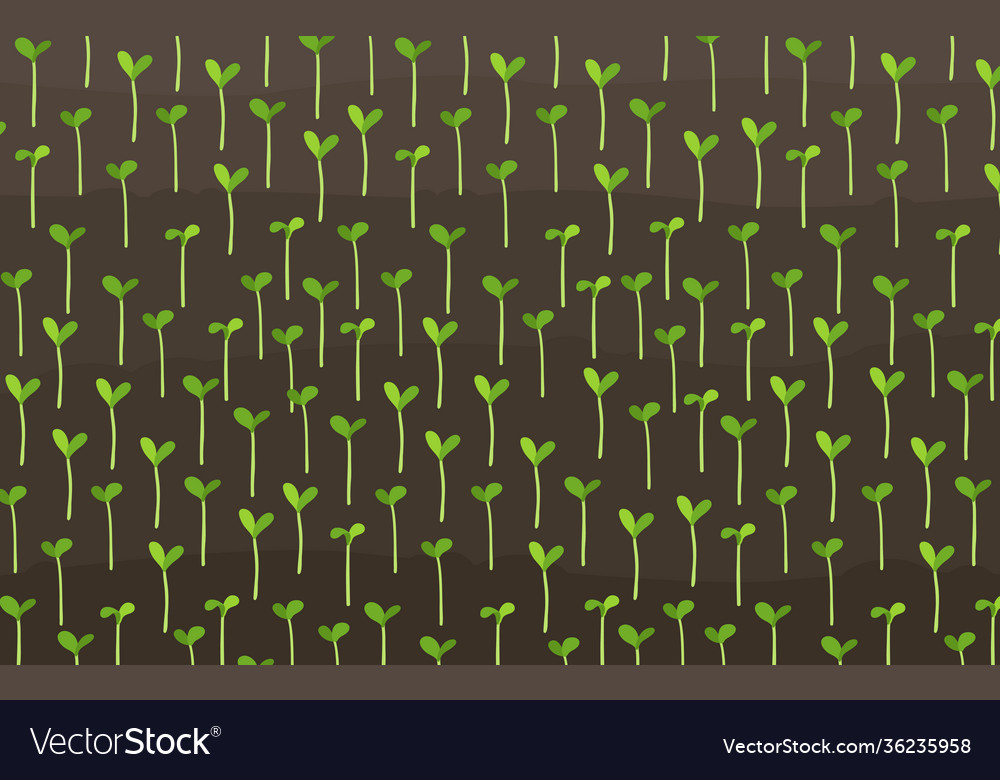 Growing young cereals plant shoots agricultural