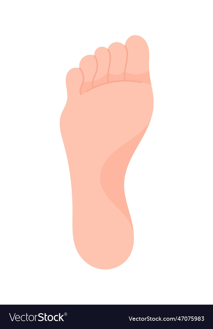 Human Healthy Foot Royalty Free Vector Image - Vectorstock