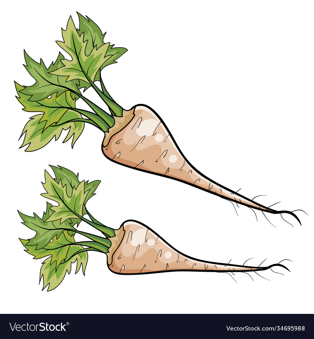 Parsnip for cooking cartoon isolated object vector image Parsnip for cooking cartoon isolated object