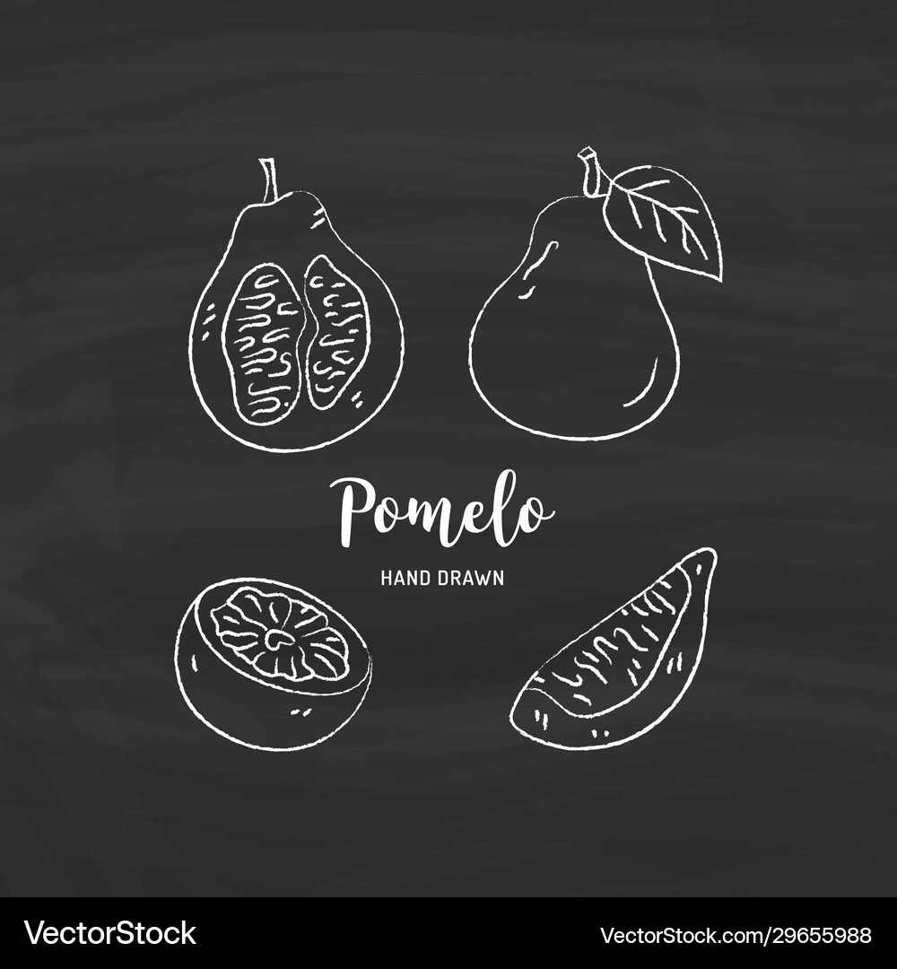 Pomelo fruit graphic drawing sketch pomelo Vector Image