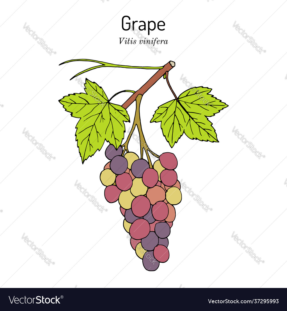 Grape vitis vinifera branch with leaves