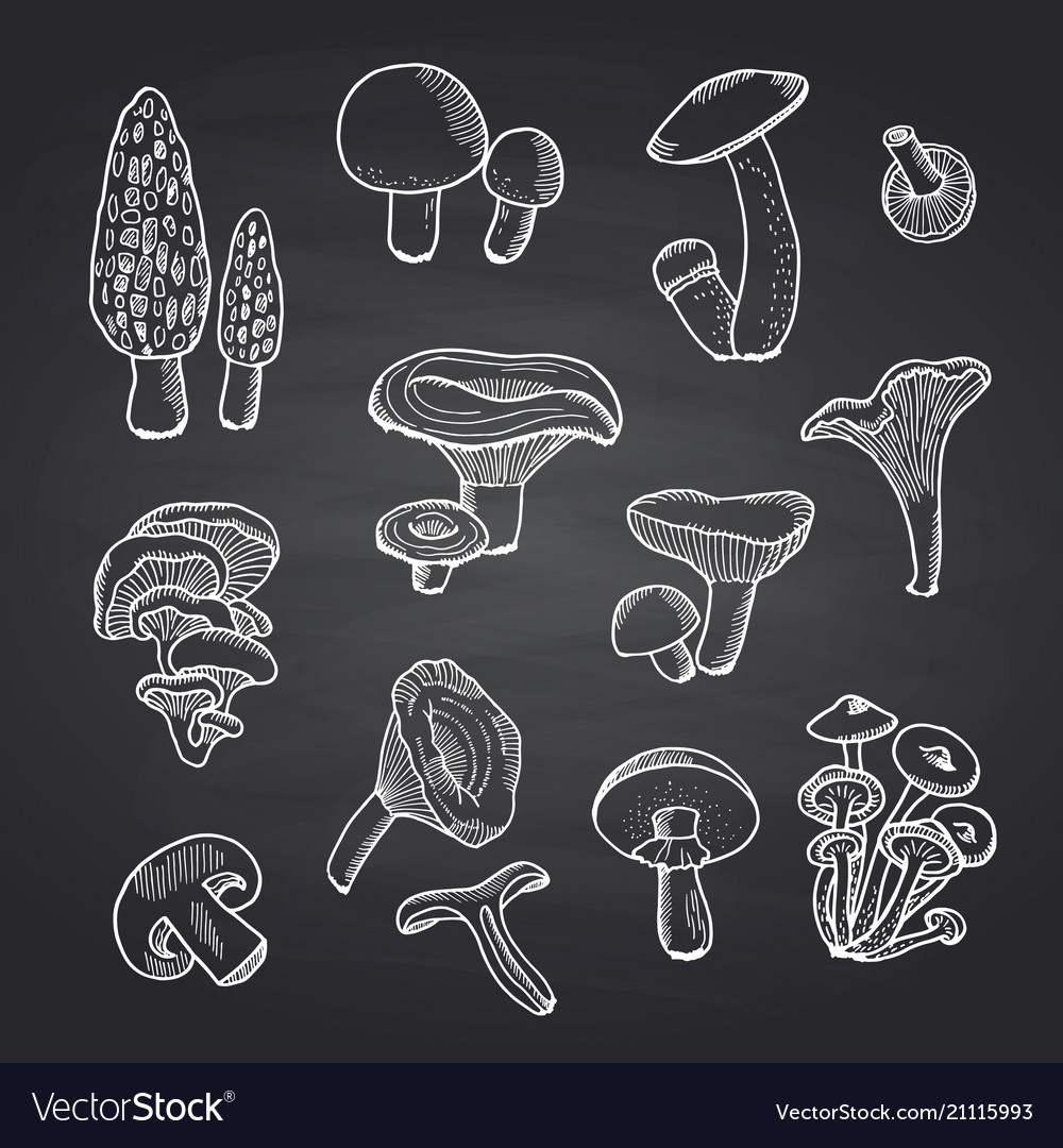 Hand drawn mushrooms on black chalkboard Vector Image