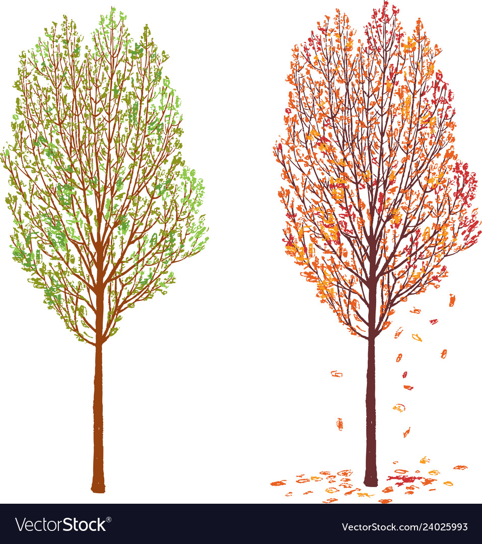 Tree in the spring and in the fall Royalty Free Vector Image