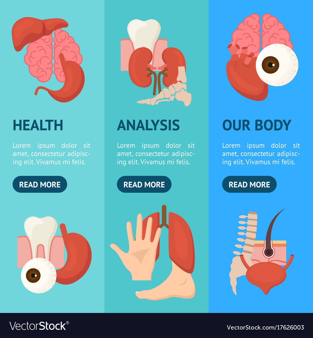 Cartoon Human Internal Organs Banner Vecrtical Set