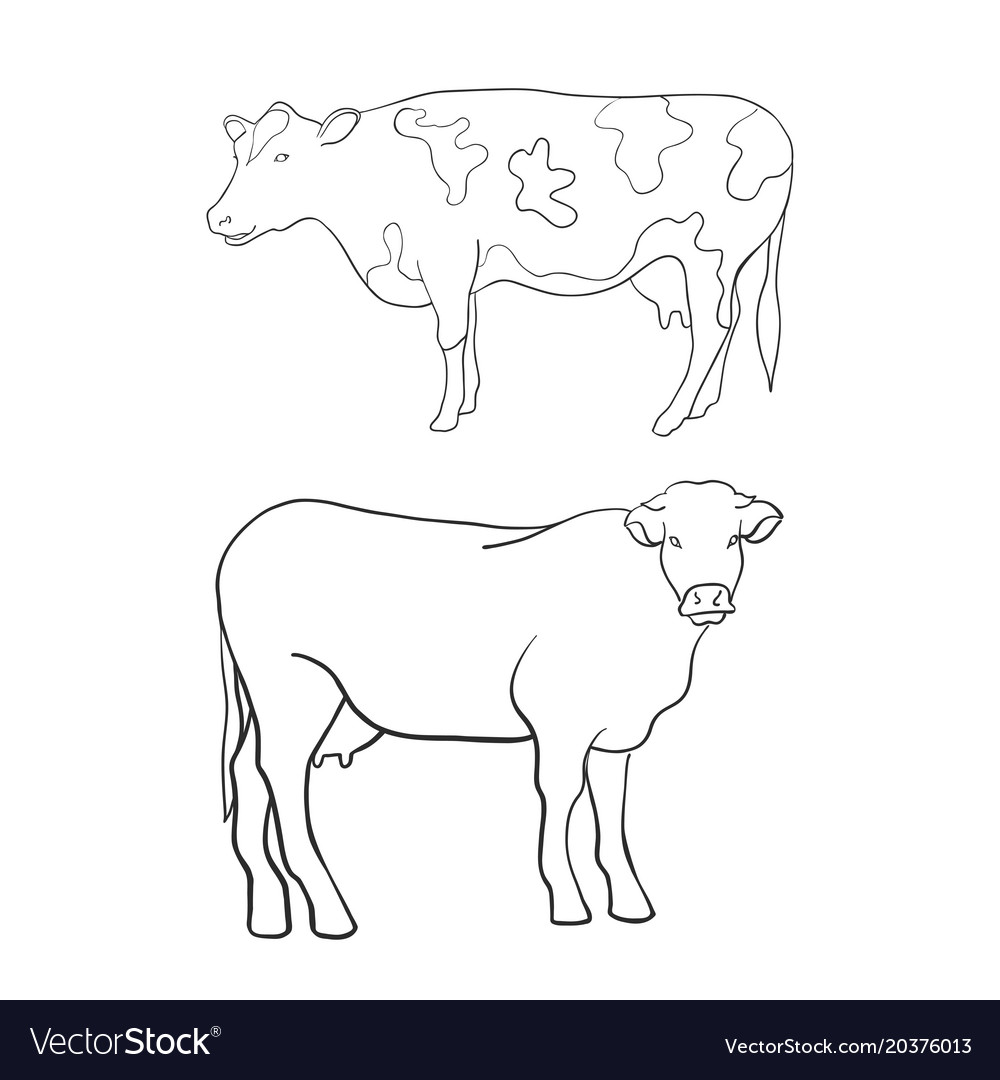 Line art animal cow Royalty Free Vector Image - VectorStock