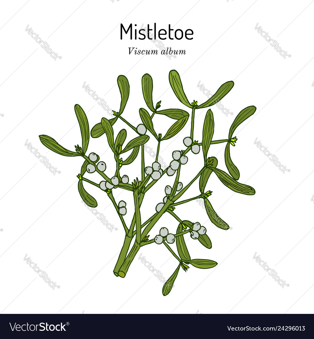 White or european mistletoe viscum album