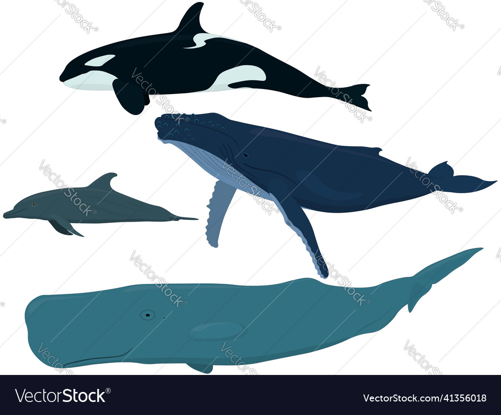 Sea mammals orca dolphin blue whale sperm Vector Image