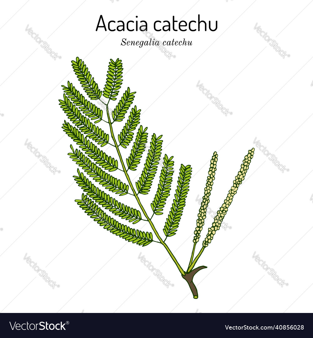 Acacia catechu senegalia medicinal plant