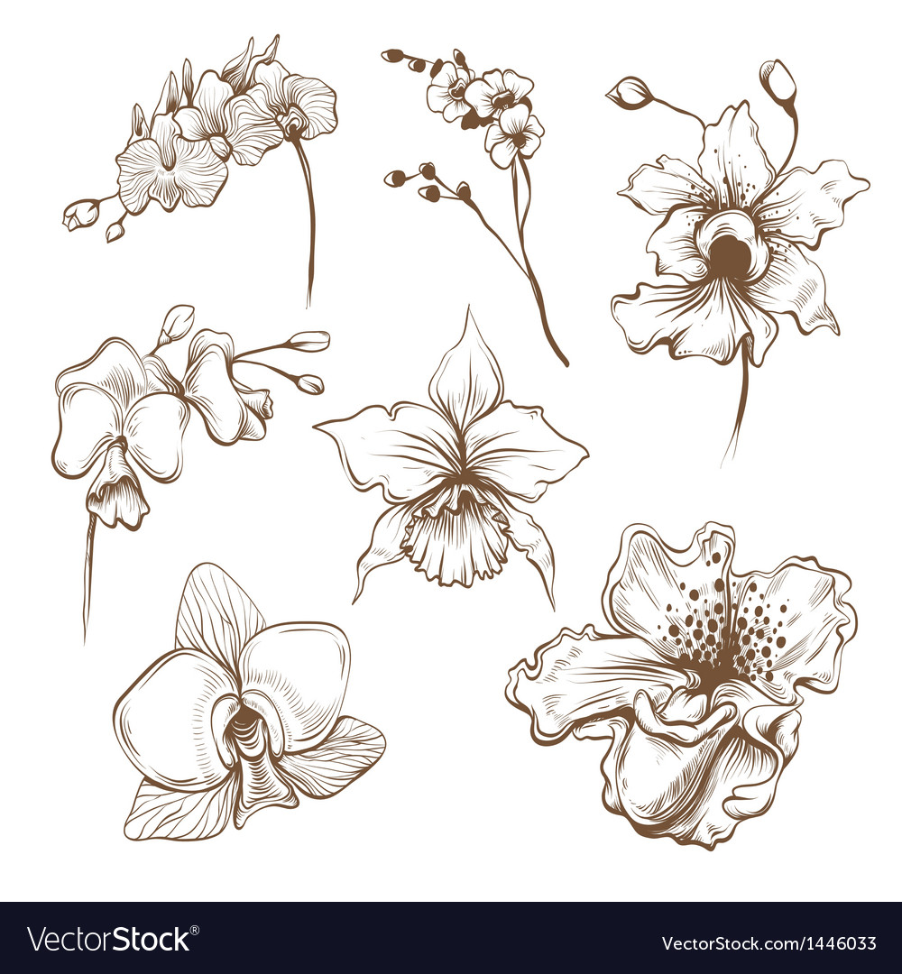 Hand Drawn Orchid Flower Set Royalty Free Vector Image