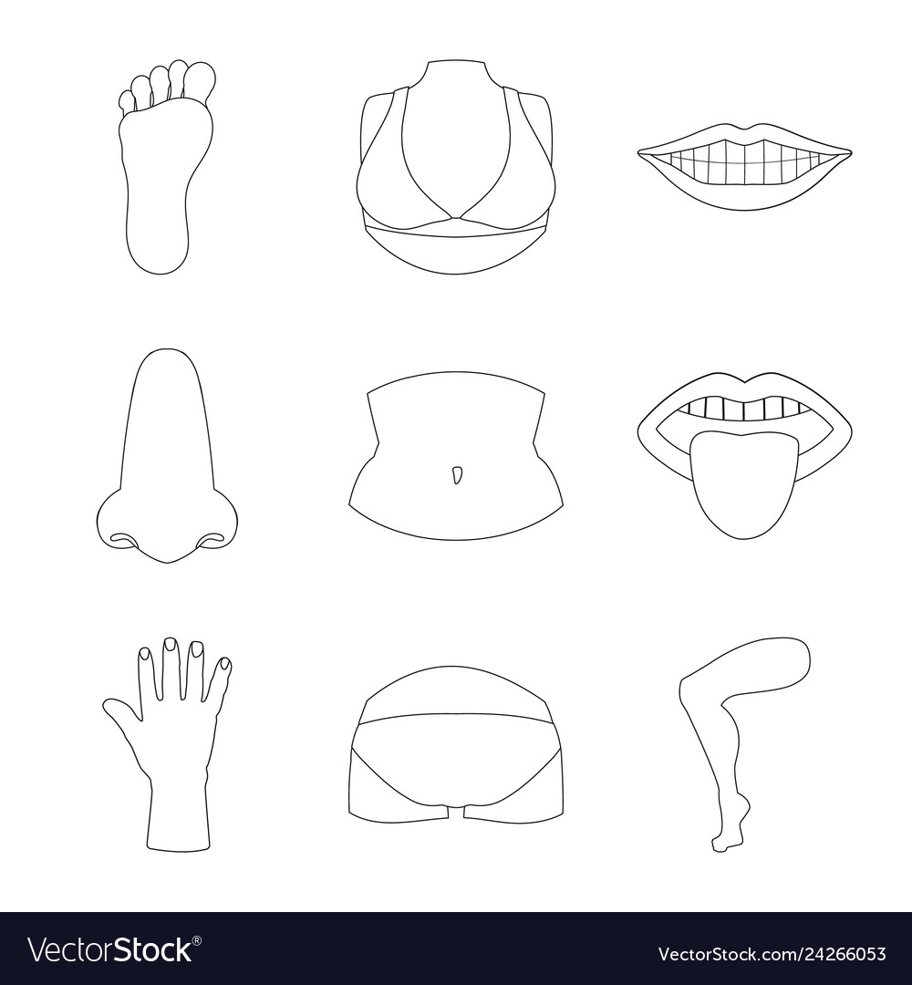 Design of body and part symbol set vector image Design of body and part symbol set