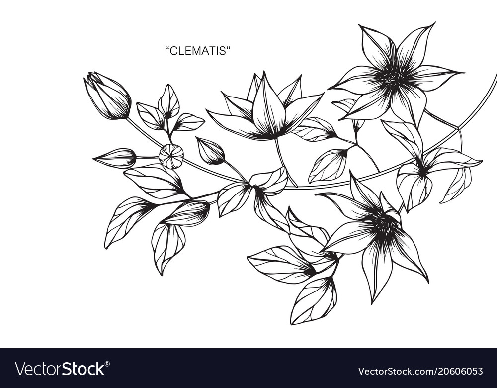 Elegant Clematis Flower Sketch
