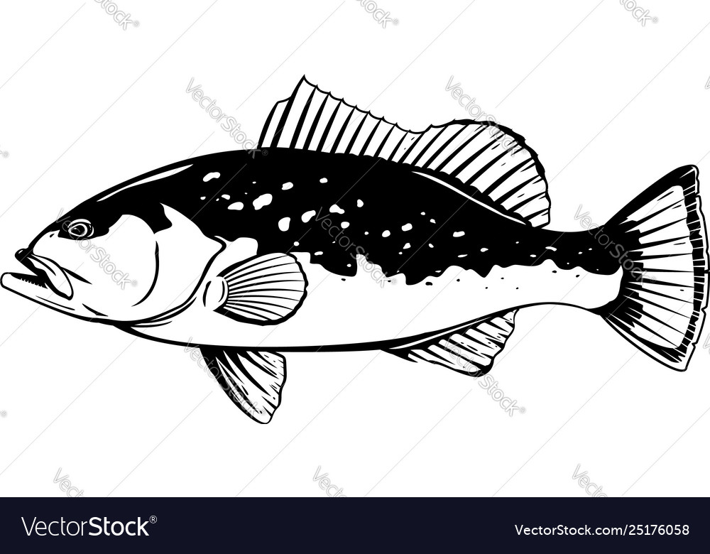 Red grouper fish Royalty Free Vector Image - VectorStock