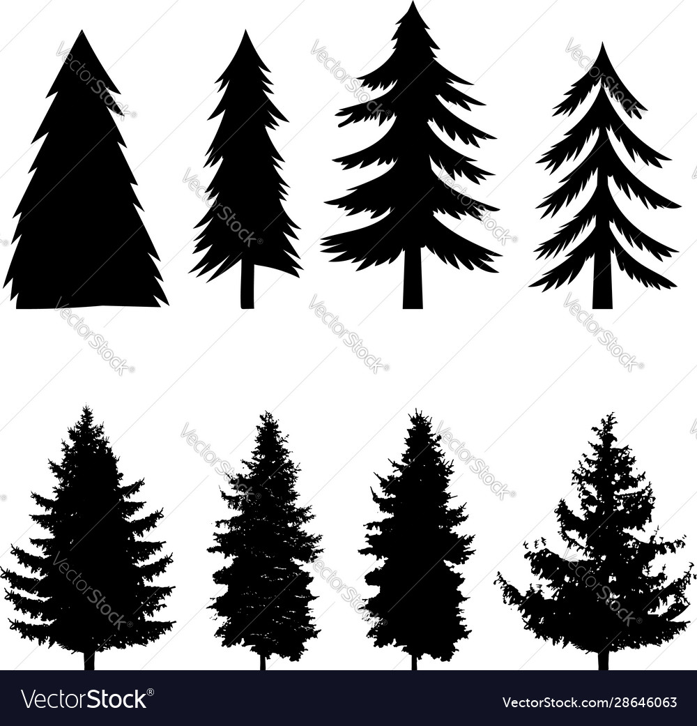 Set silhouettes pine tree isolated on white vector image Set silhouettes pine tree isolated on white