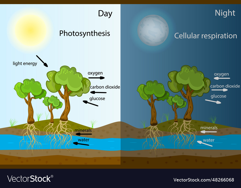 Photosynthesis diagram