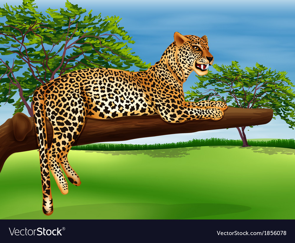 Leopard Resting on a Branch