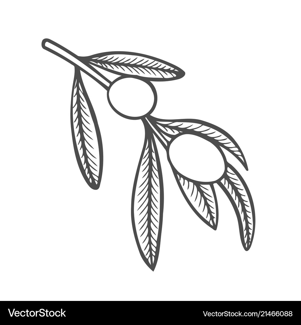 Olive branch Royalty Free Vector Image - VectorStock