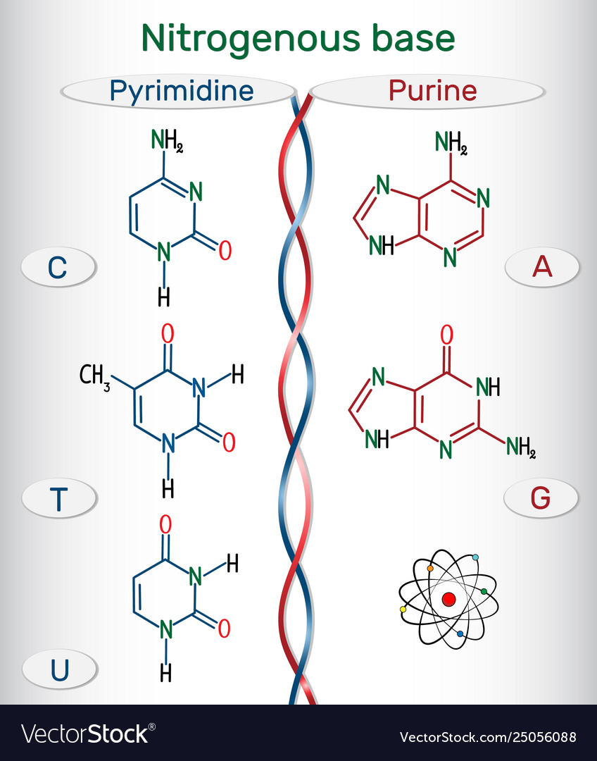 Purine and pyrimidine nitrogenous bases Royalty Free Vector