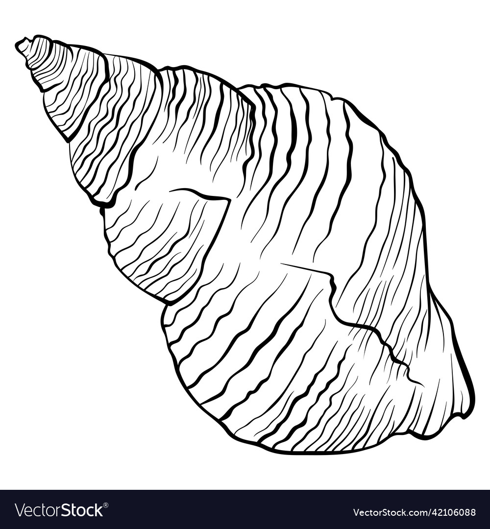 Spiral twisted seashell line art Royalty Free Vector Image