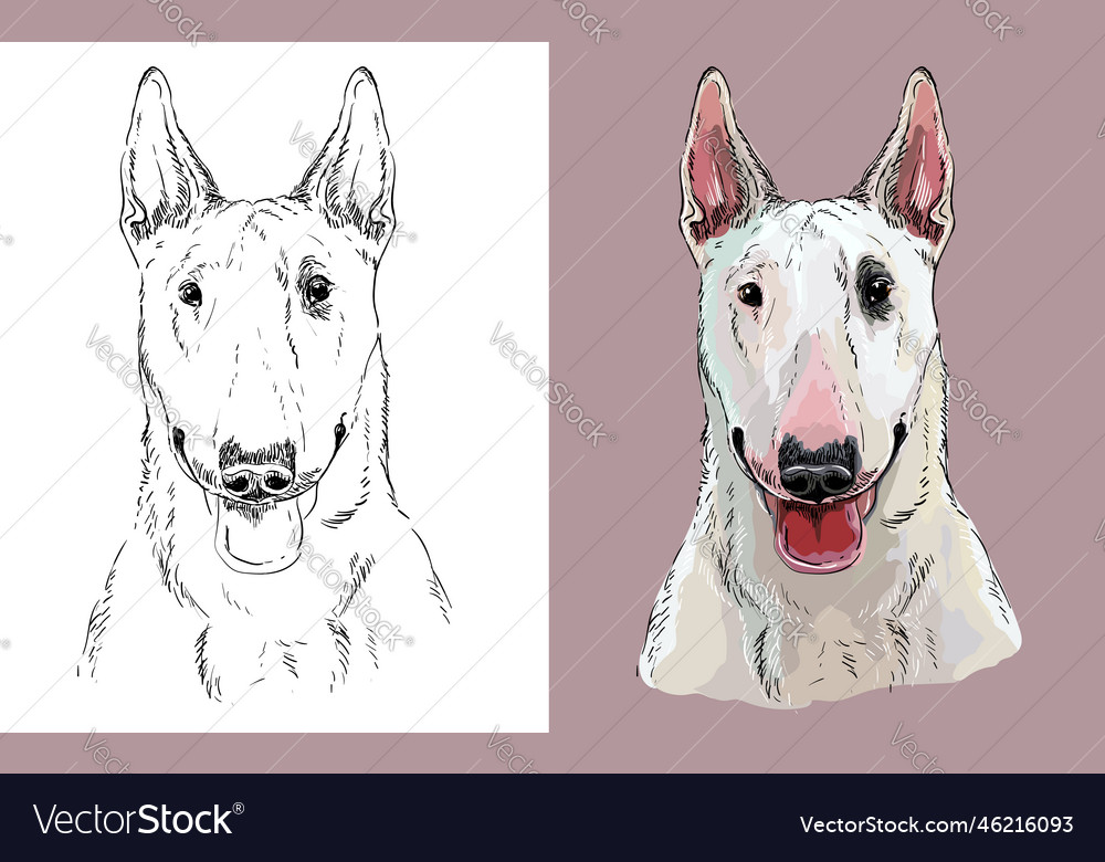 Bull terrier dog close up