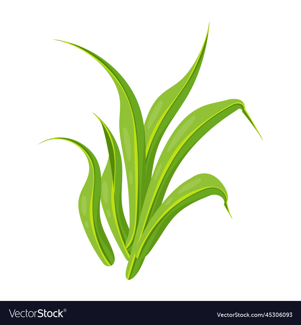 Lawn turf Royalty Free Vector Image - VectorStock