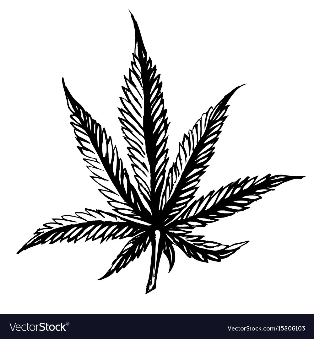 Cannabis leaves sketch hand drawn isolated on Vector Image