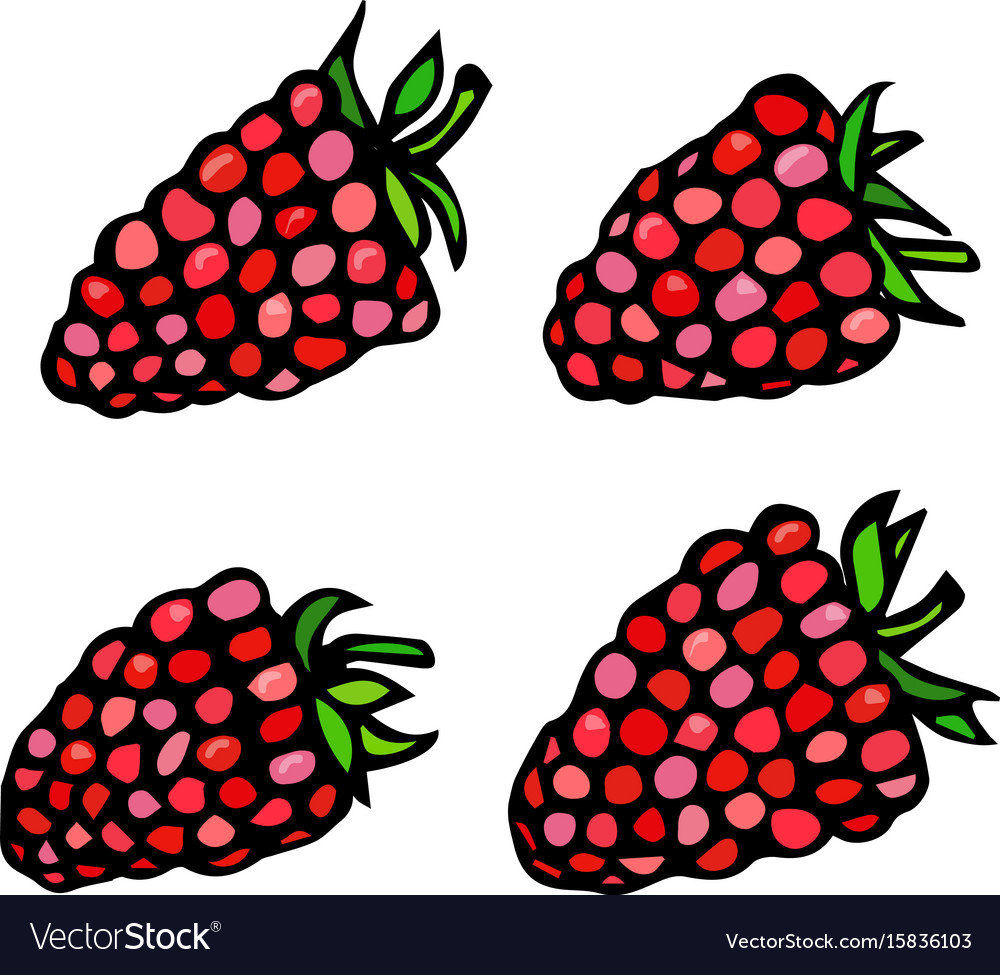 Raspberry doodle style sketch isolated