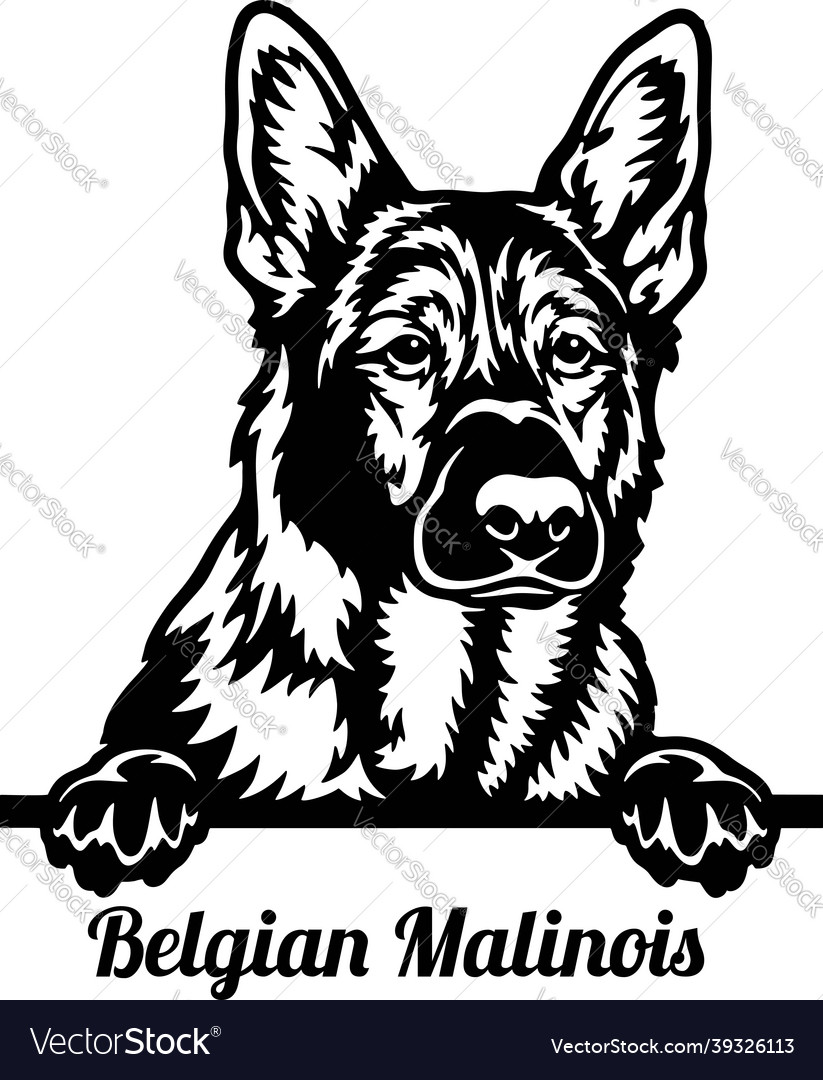 Belgian malinois peeking dog - head isolated Vector Image