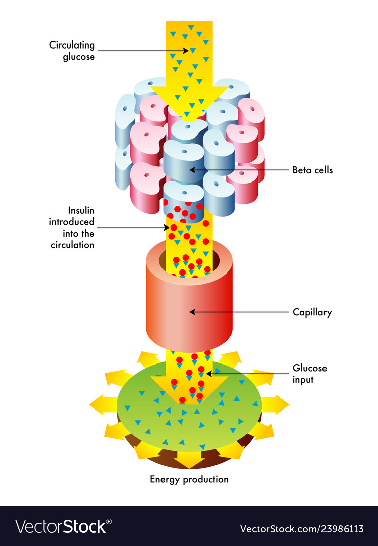 Function of insulin