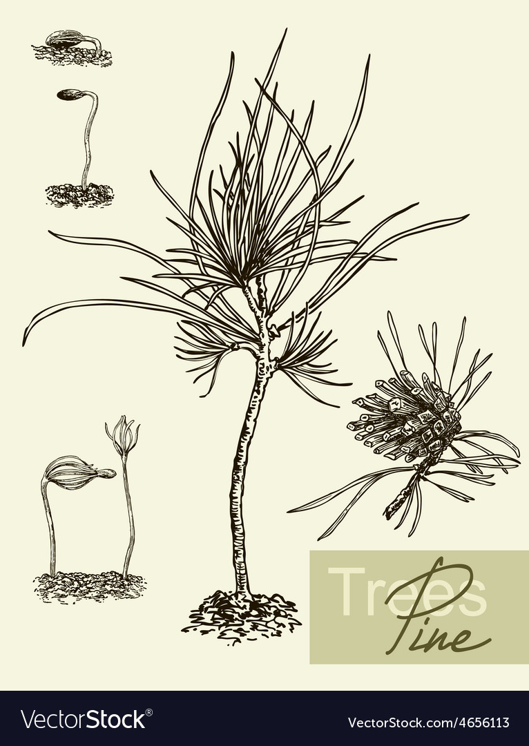 Pine Tree Branch Detail - Botanical Print