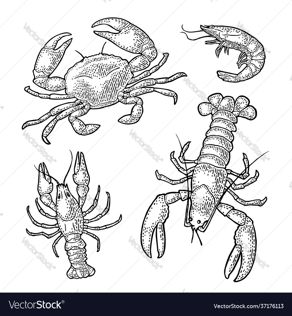 Set sea animal crustacean lobster crab shrimp Vector Image