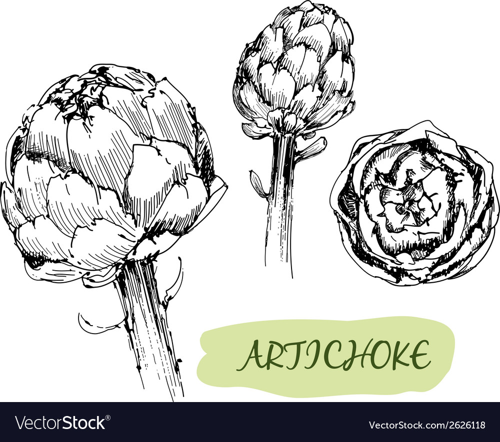 Artichoke Royalty Free Vector Image Vectorstock