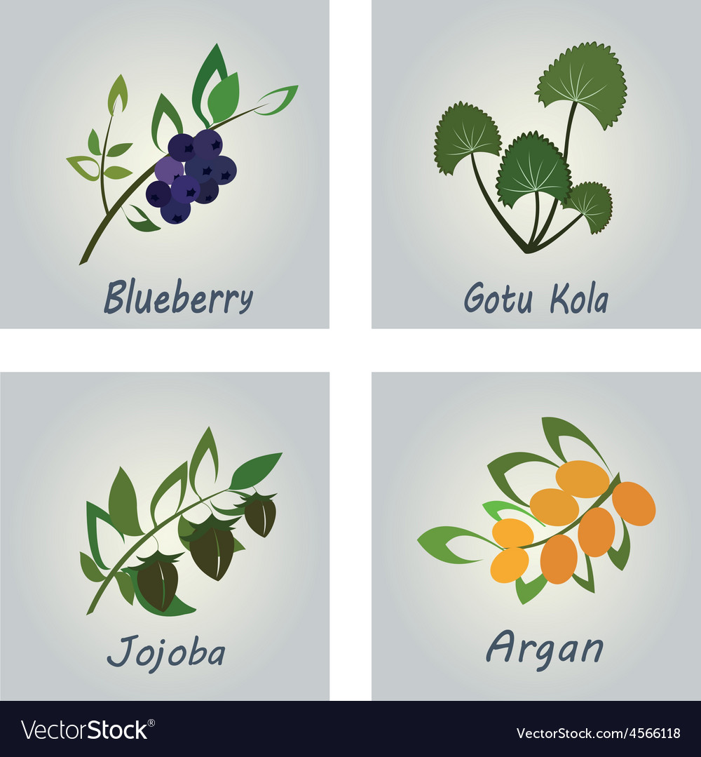 Collection of Herbs Natural Supplements Argan Vector Image