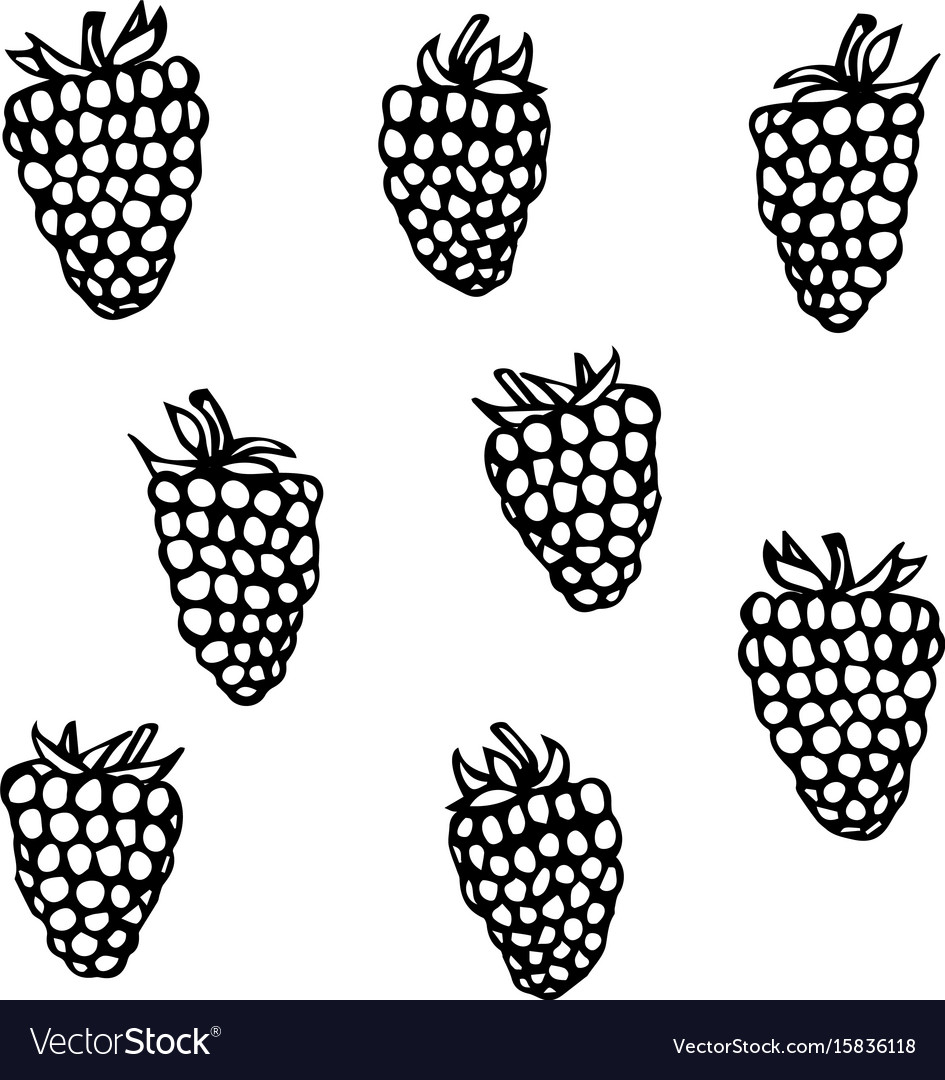 Raspberry doodle style sketch isolated