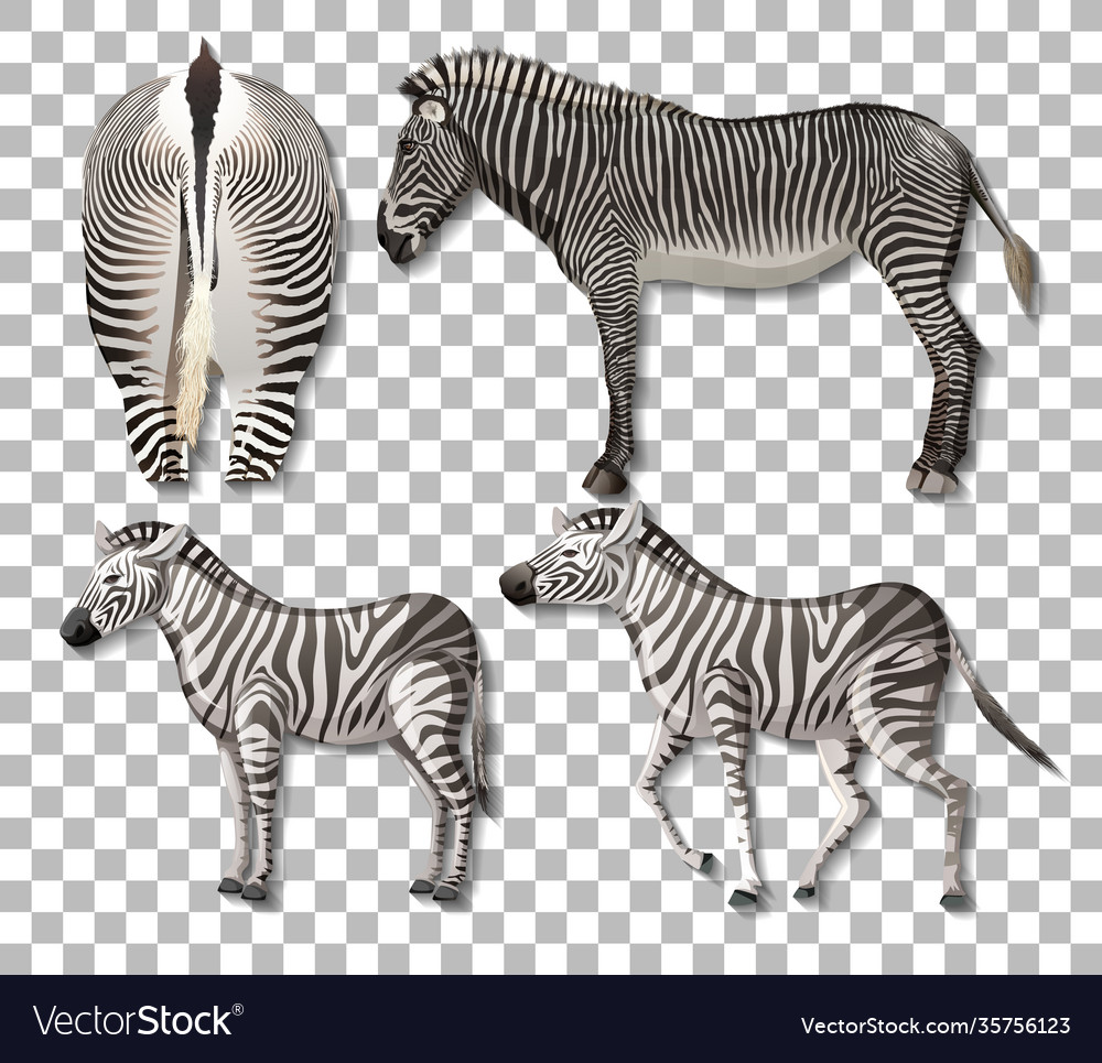 Set different sides zebra isolated