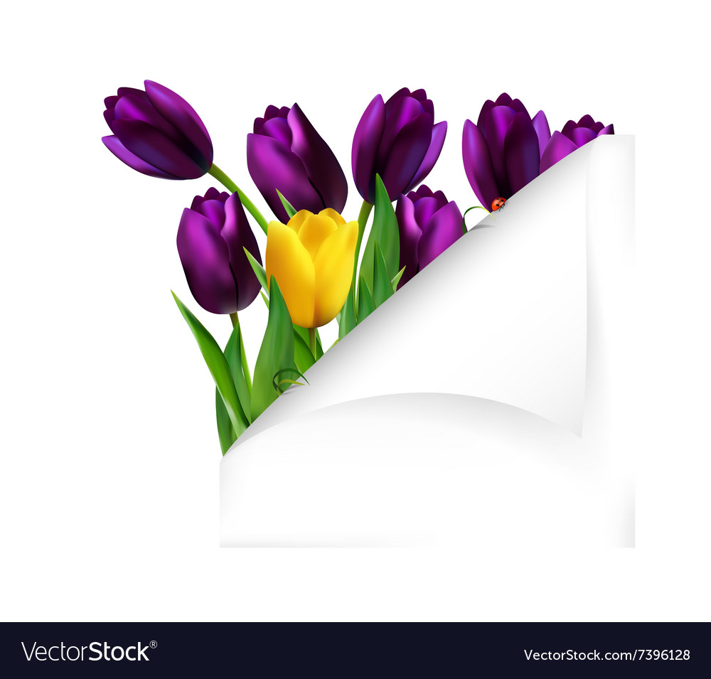 Spring Tulip Background