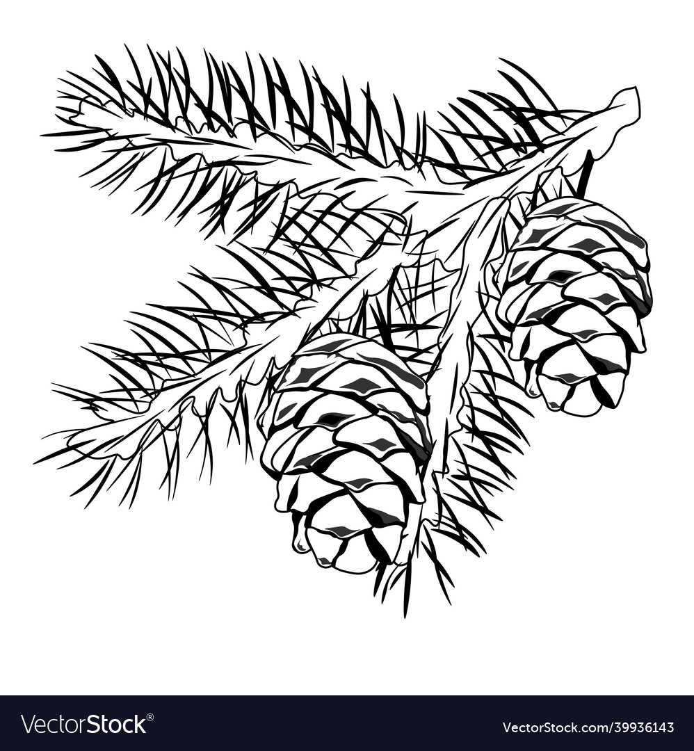 Cedar branch with a cone stock