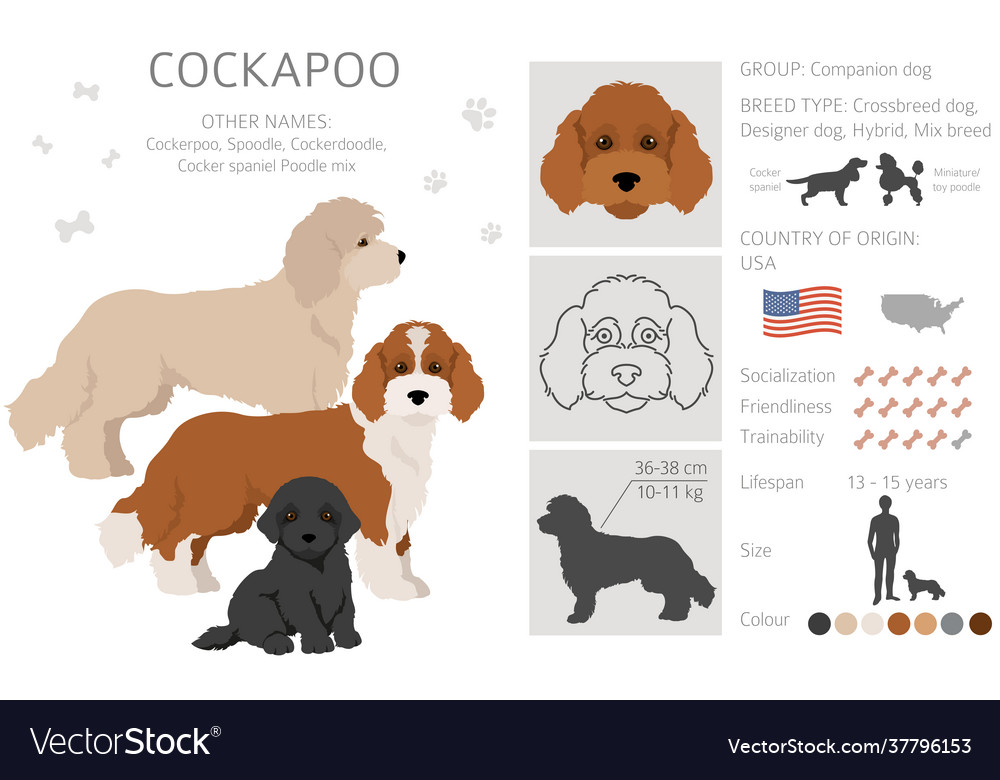 Cockapoo origin best sale