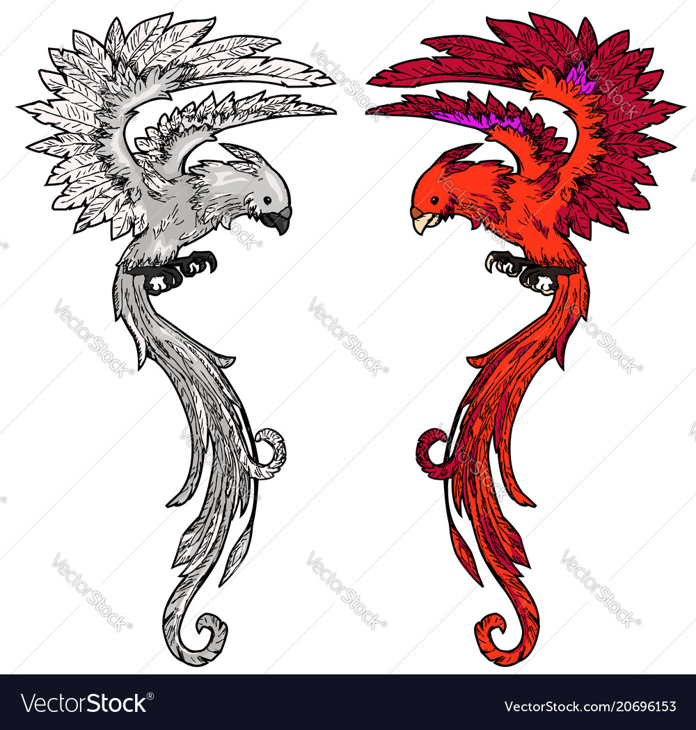 Long tail bird colored Royalty Free Vector Image